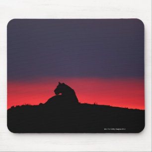 Lioness (Panthera leo) sitting, at sunset, Masai Mouse Pad