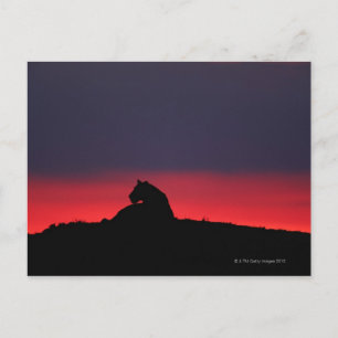 Lioness (Panthera leo) sitting, at sunset, Masai Postcard