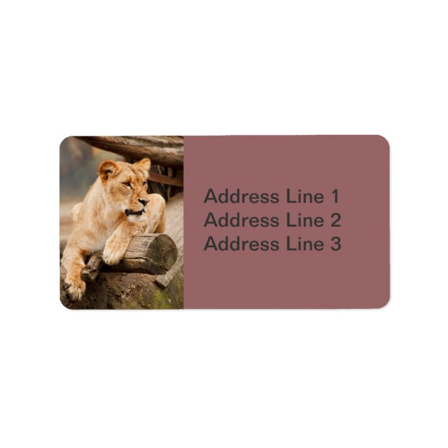 Lioness Photo Label (Front)