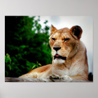 Lioness Photograph
