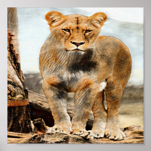Lioness portrait poster