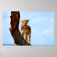 Lioness