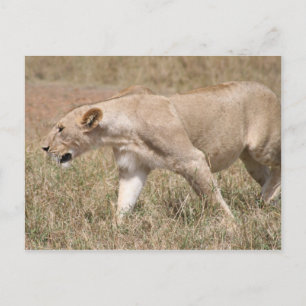 lioness prowling postcard