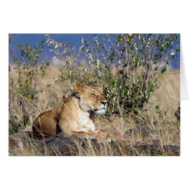 Lioness resting (Front Horizontal)