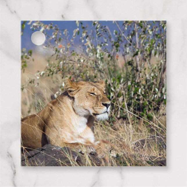 Lioness resting favour tags (Front)