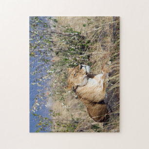 Lioness resting jigsaw puzzle