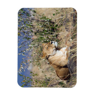 Lioness resting magnet