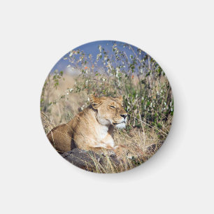 Lioness resting magnet
