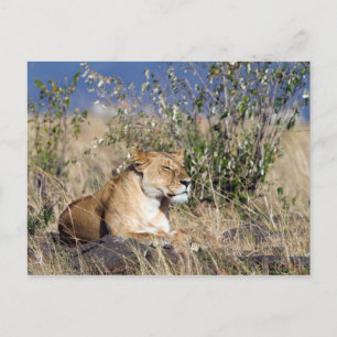 Lioness resting postcard