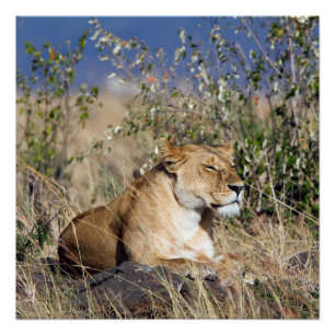 Lioness resting poster