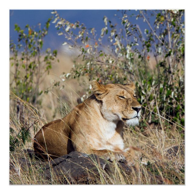 Lioness resting poster (Front)