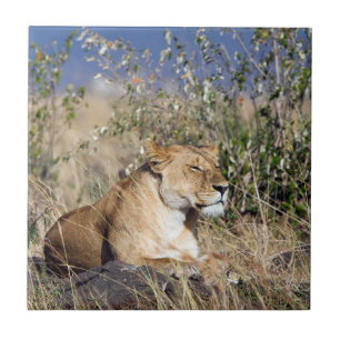 Lioness resting tile