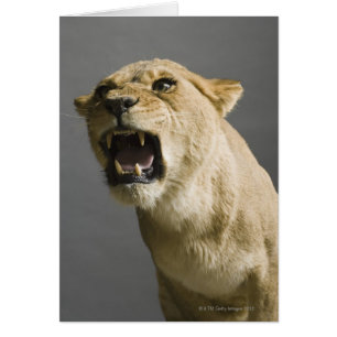 Lioness roaring