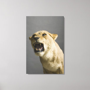 Lioness roaring 2 canvas print