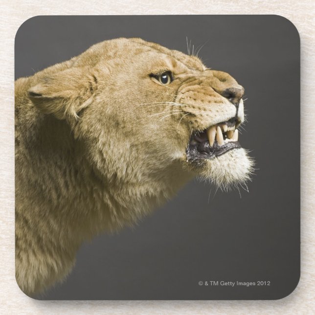 Lioness roaring 2 coaster (Front)