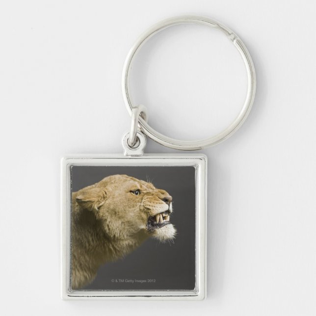 Lioness roaring 2 key ring (Front)