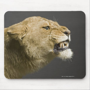 Lioness roaring 2 mouse pad