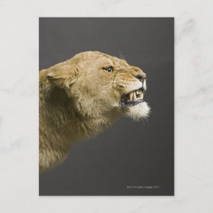 Lioness roaring 2 postcard