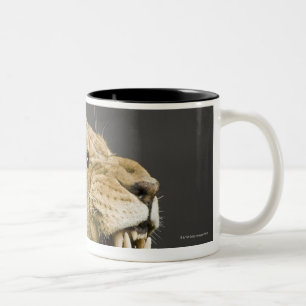 Lioness roaring 2 Two-Tone coffee mug
