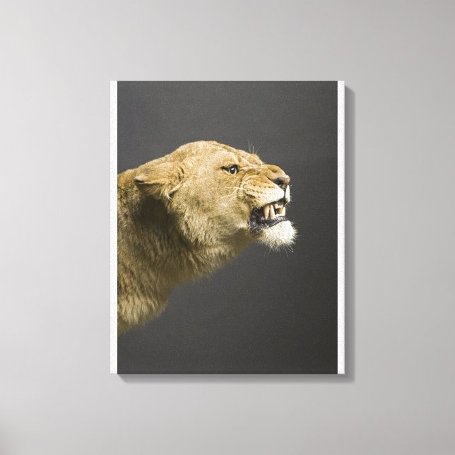 Lioness roaring canvas print (Front)