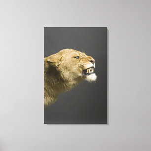 Lioness roaring canvas print