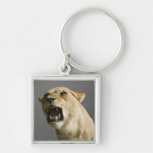 Lioness roaring key ring