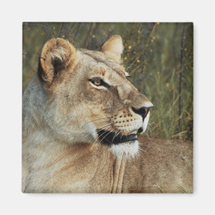 Lioness safari magnets - customise