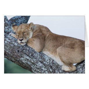 Lioness Sleeping in Tree