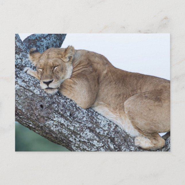 Lioness Sleeping in Tree Postcard (Front)
