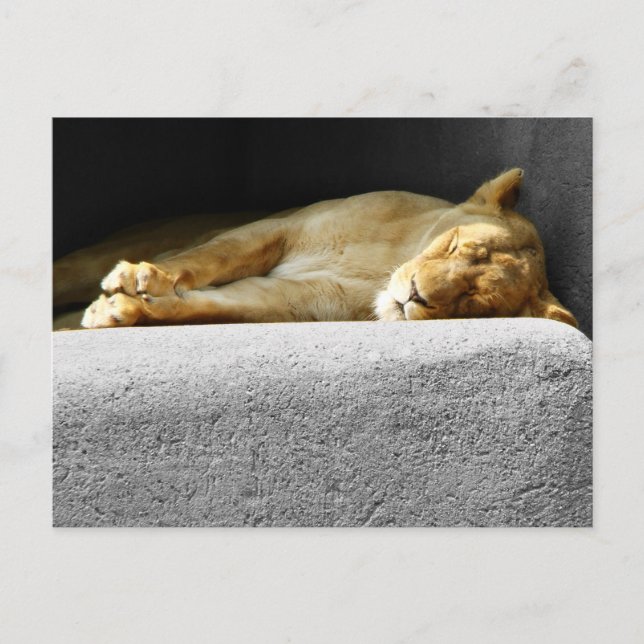 Lioness Sleeping Postcard (Front)