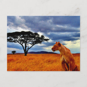 Lioness Storm Postcard