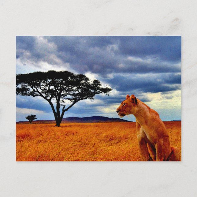 Lioness Storm Postcard (Front)