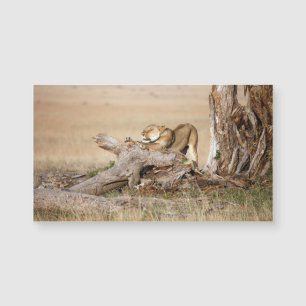 Lioness stretching