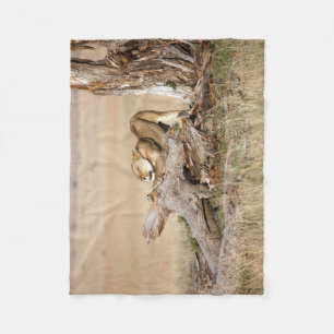 Lioness stretching fleece blanket