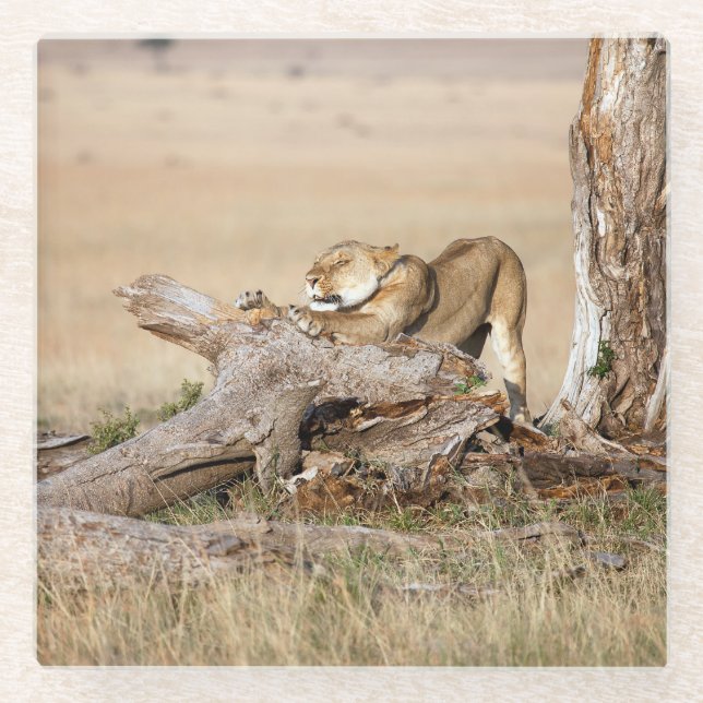 Lioness stretching glass coaster (Front)