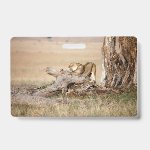 Lioness stretching ID badge