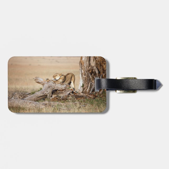 Lioness stretching luggage tag (Back Horizontal)