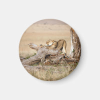 Lioness stretching