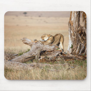Lioness stretching mouse pad