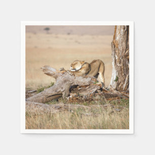 Lioness stretching napkin
