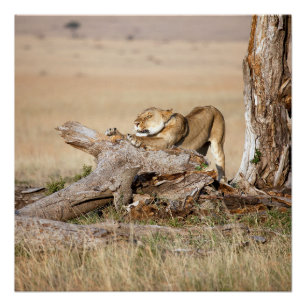 Lioness stretching poster