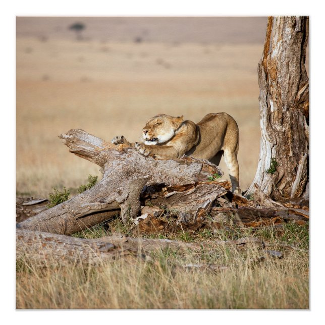 Lioness stretching poster (Front)
