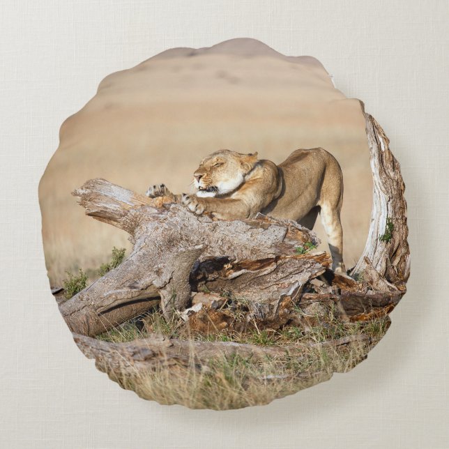Lioness stretching round cushion (Back)