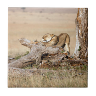 Lioness stretching tile