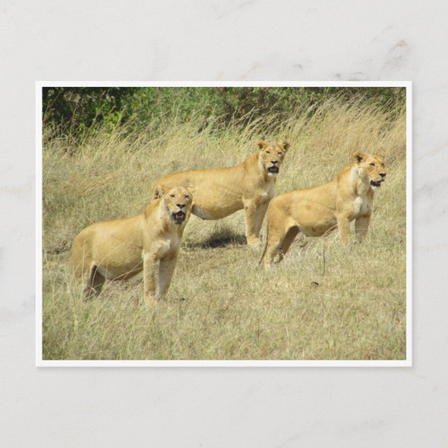 lioness trio postcard (Front)