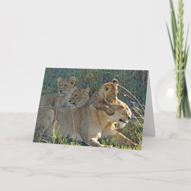 LIONESS WITH THREE CUBS greeting card (Front)