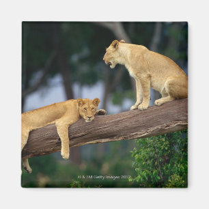 Lionesses in a tree magnet
