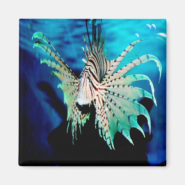 Lionfish Beauty Magnet (Front)