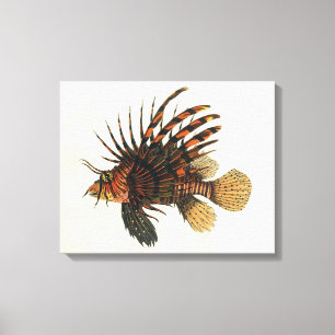 Lionfish Fish, Vintage Marine Ocean Life Animal Canvas Print