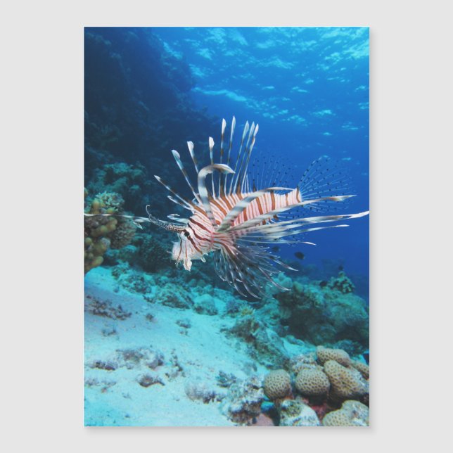 Lionfish or Pterois Miles, Ocean Reef Fish (Front)